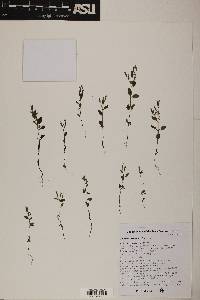 Stevia micrantha image