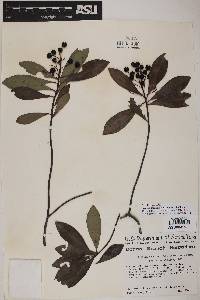 Ardisia escallonioides image