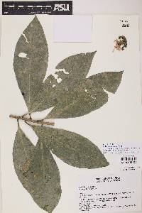 Ardisia opegrapha subsp. wagneri image