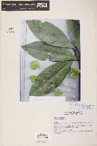 Ardisia opegrapha subsp. wagneri image