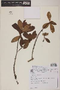Myrsine matensis image