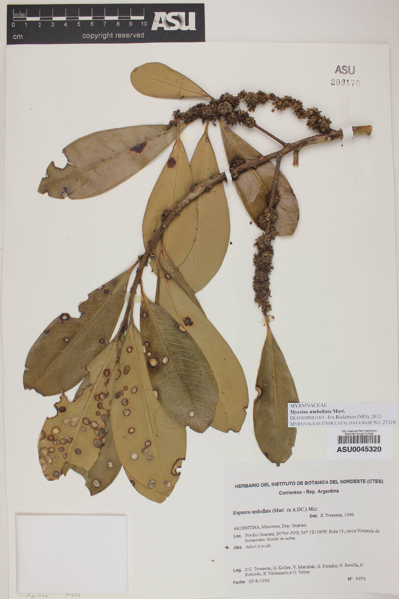 Myrsine umbellata image