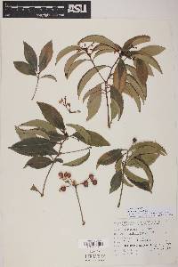 Ardisia crenata image