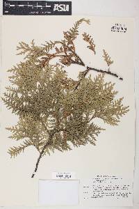 Thuja occidentalis image