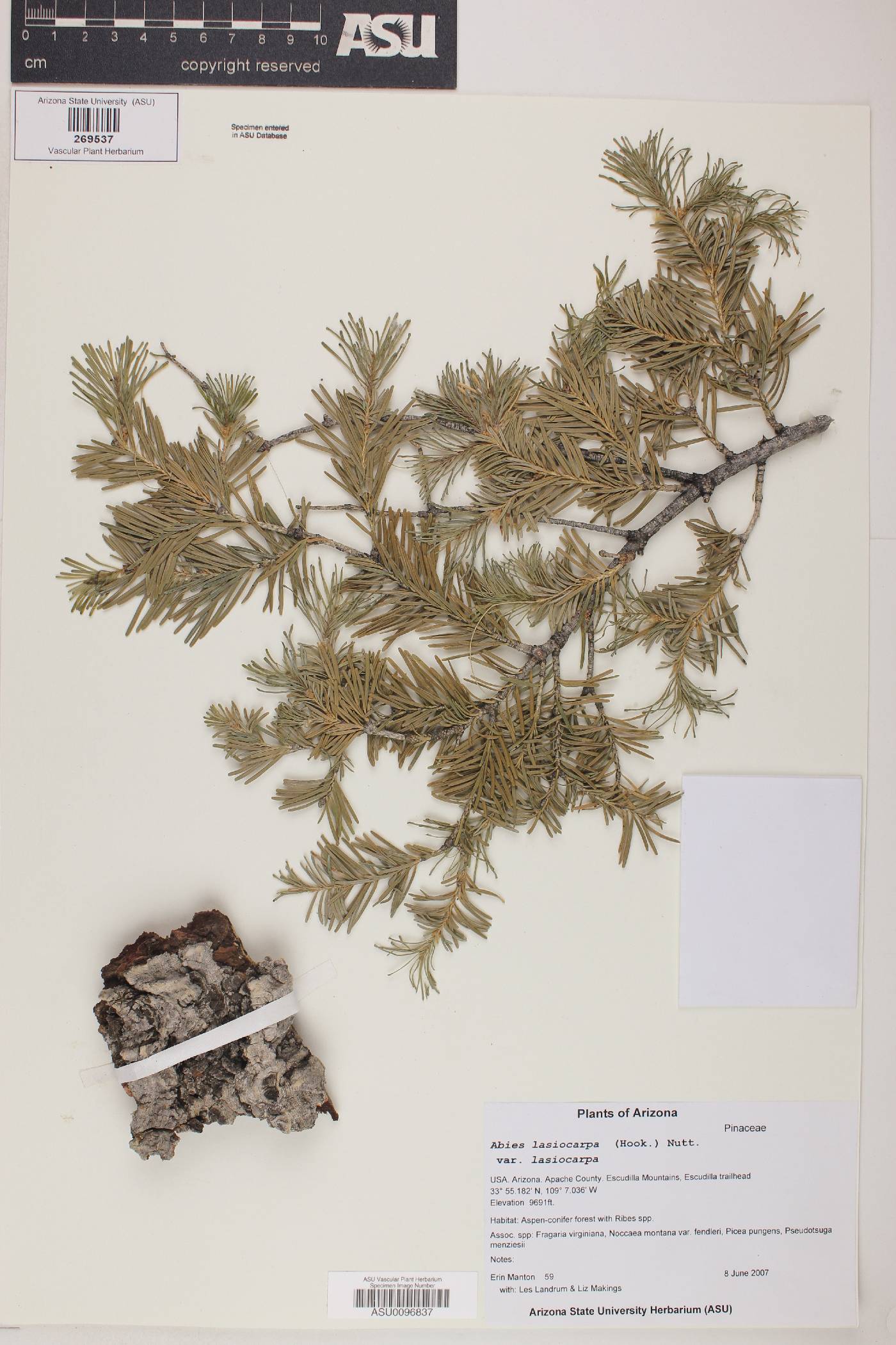 Abies lasiocarpa subsp. lasiocarpa image