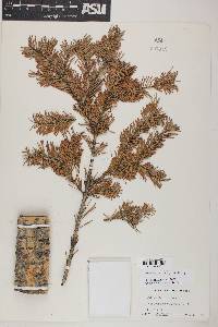 Abies bifolia image