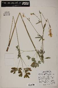 Aquilegia coerulea image