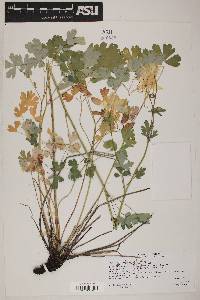 Aquilegia chrysantha image