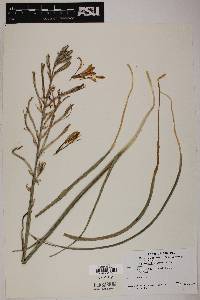 Hesperocallis undulata image