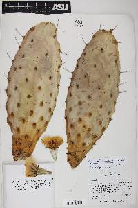 Opuntia austrina image