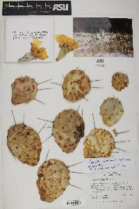 Opuntia mesacantha subsp. mesacantha image