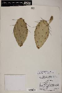 Opuntia cespitosa image