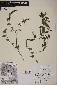 Acalypha phleoides image