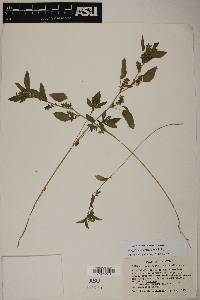 Acalypha neomexicana image