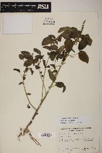 Acalypha ostryifolia image