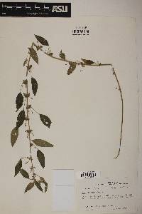 Acalypha virginica image