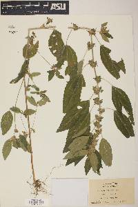 Acalypha virginica image