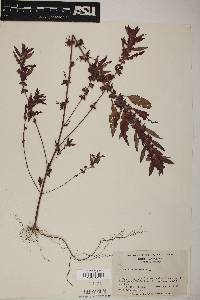 Acalypha virginica image