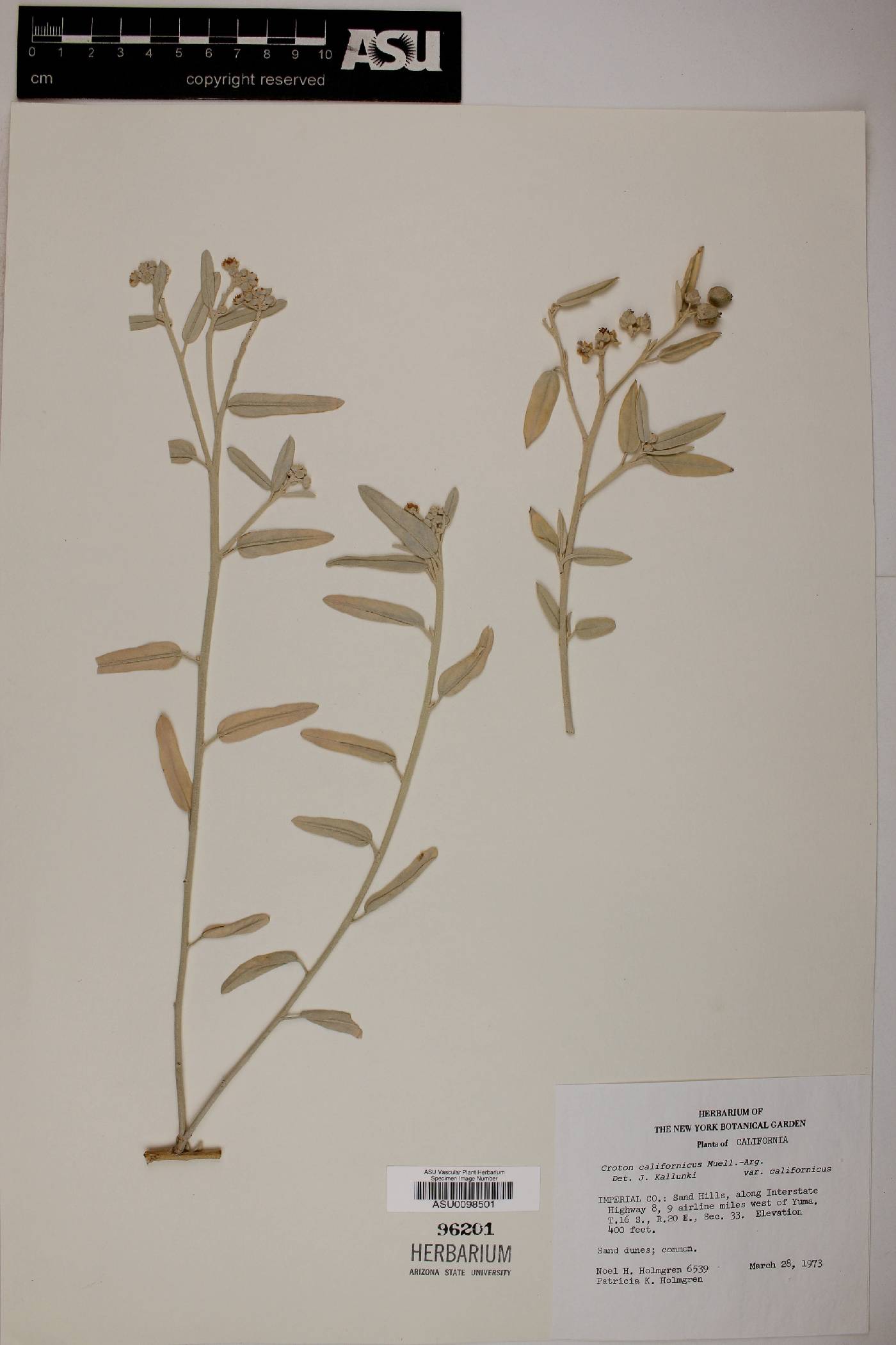 Croton californicus var. californicus image