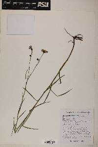 Almutaster pauciflorus image