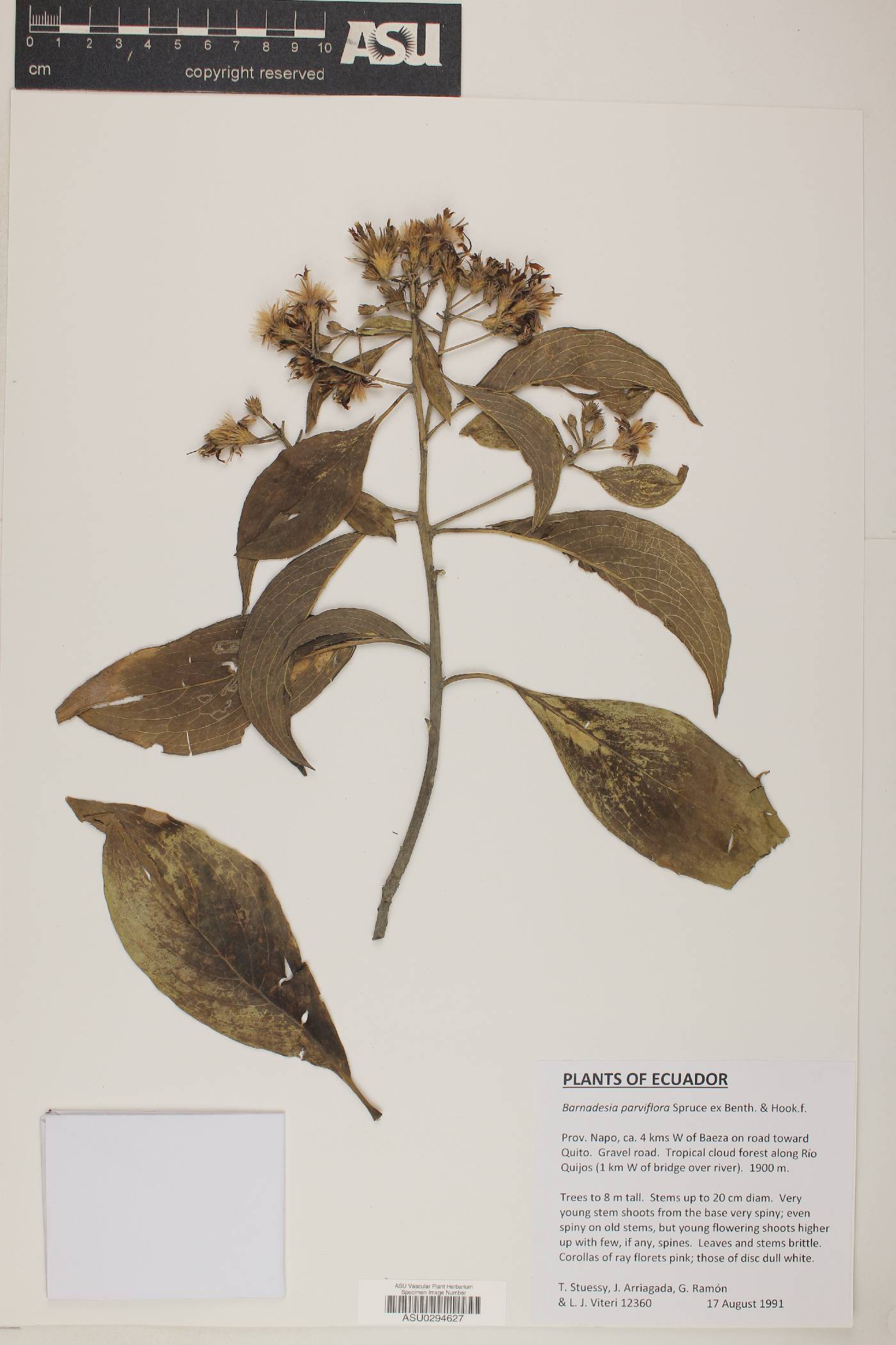 Barnadesia parviflora image