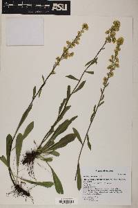 Solidago simplex image