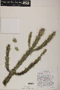 Cylindropuntia imbricata image