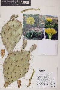 Opuntia phaeacantha image