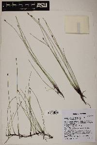 Eleocharis montevidensis image