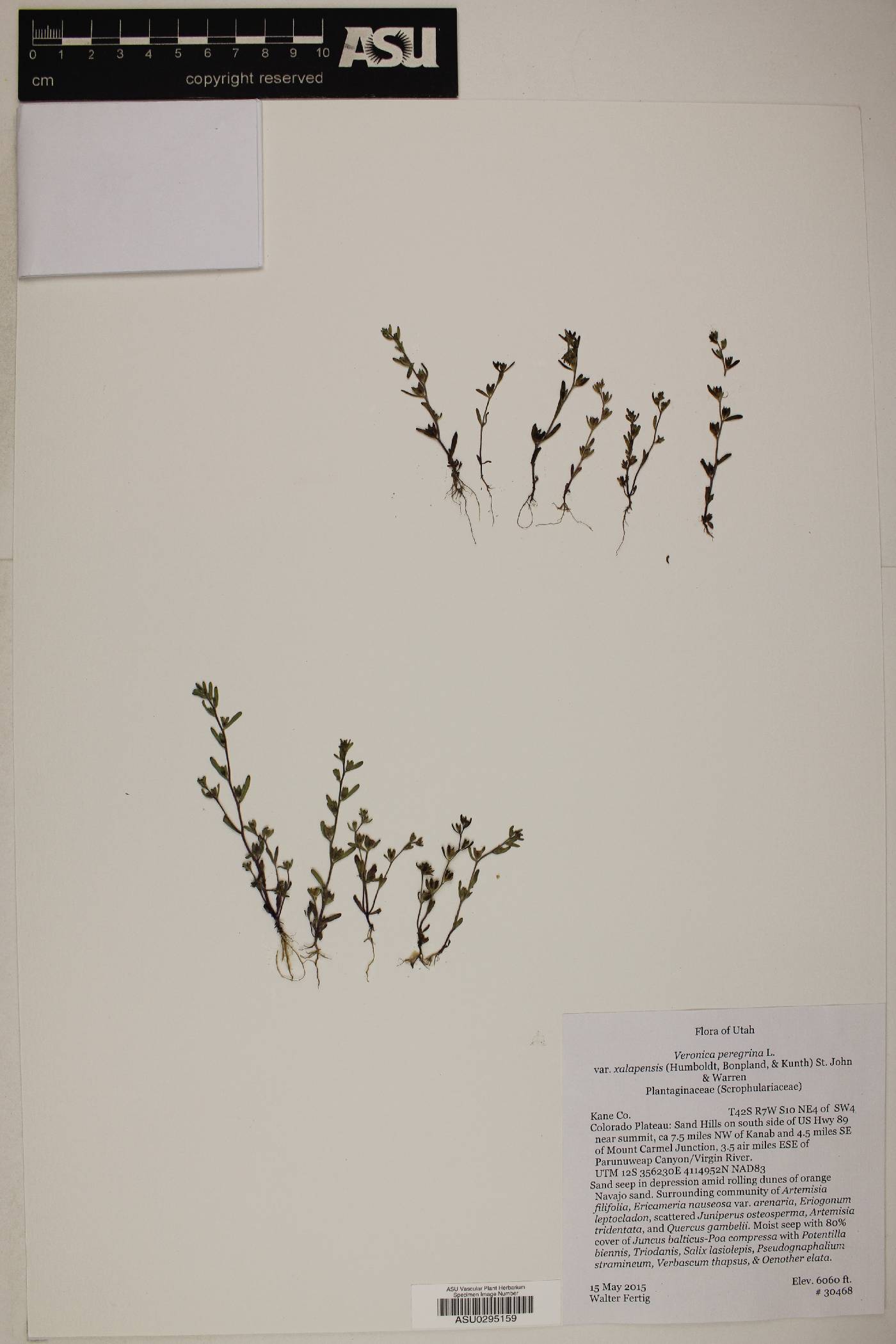 Quercus gambelii var. gambelii image