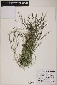 Eragrostis mexicana image