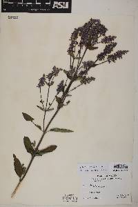 Salvia lavanduloides image