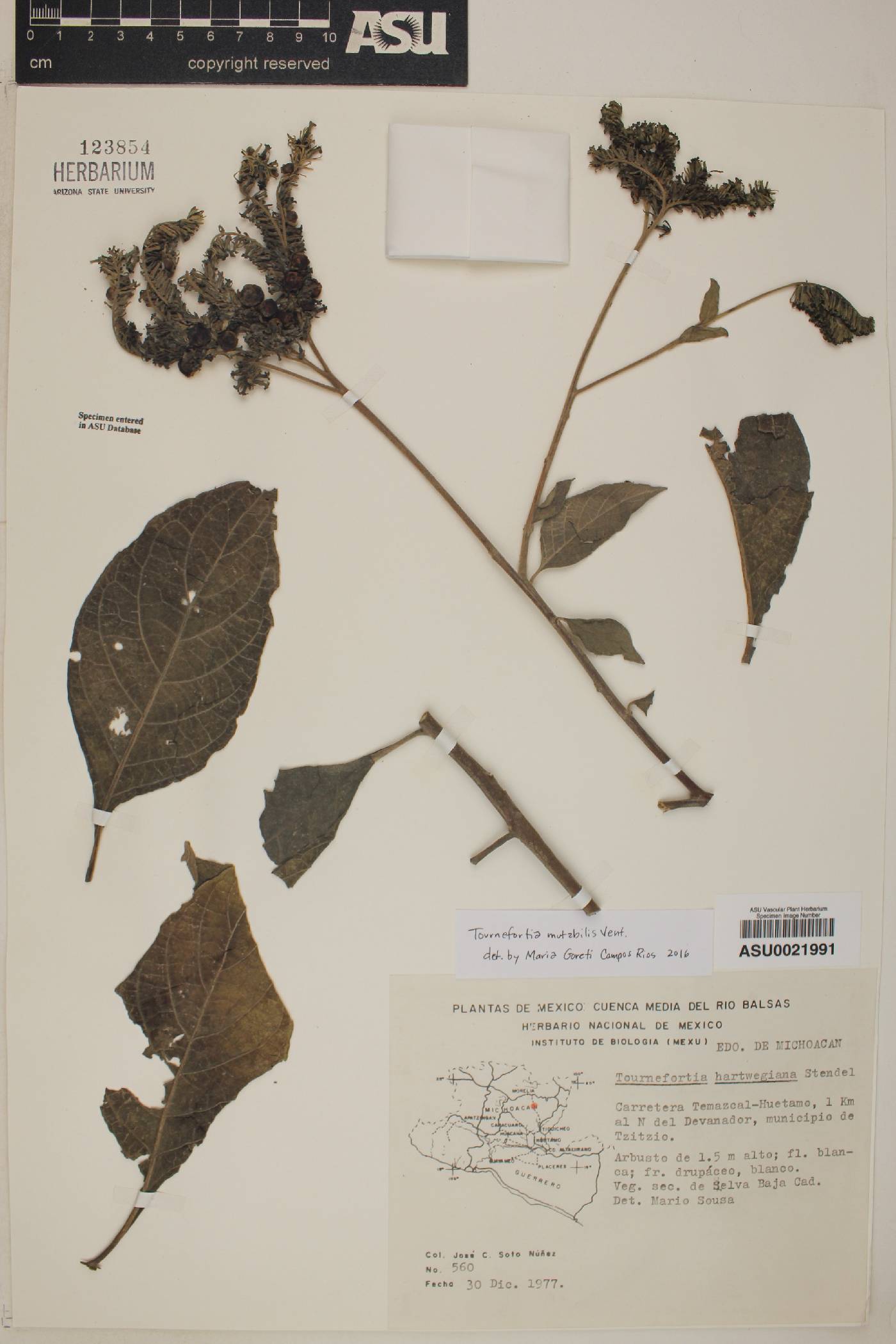 Tournefortia mutabilis image