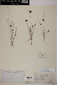 Cyperus bipartitus image