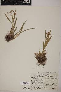 Luzula parviflora image