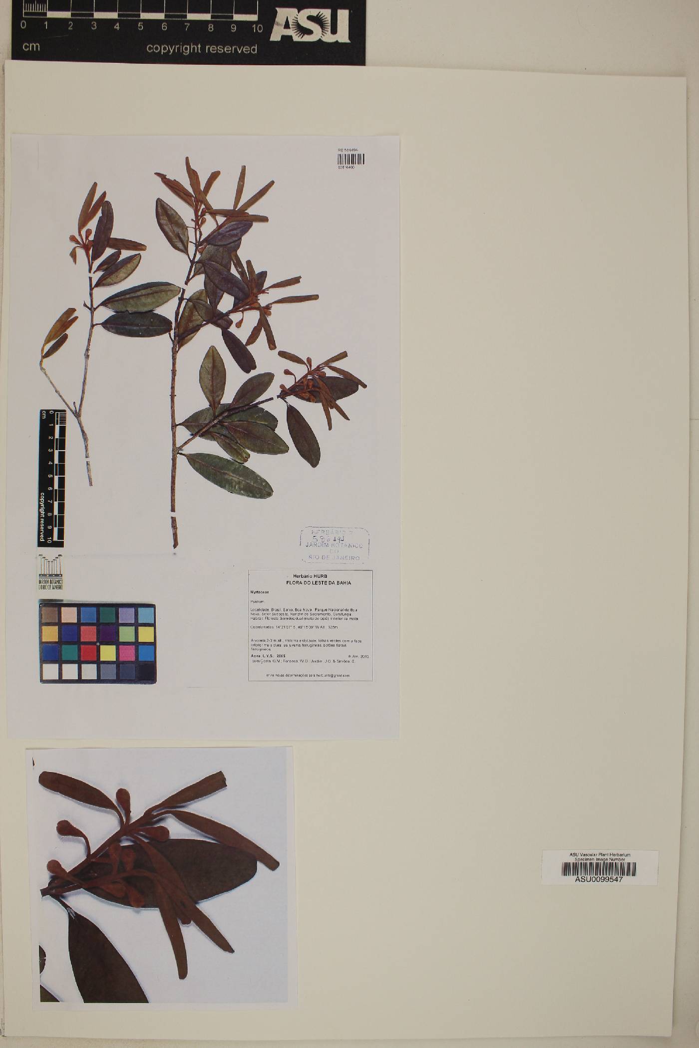 Psidium rotundidiscum image