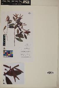 Psidium rotundidiscum image
