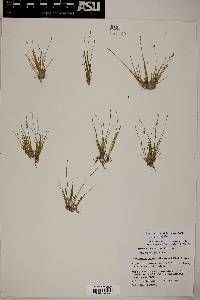 Eleocharis coloradoensis image