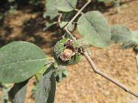 Psidium rostratum image