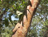 Psidium rostratum image