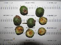 Psidium rostratum image