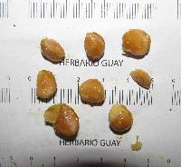Psidium rostratum image