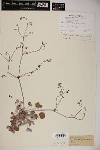 Eriogonum reniforme image