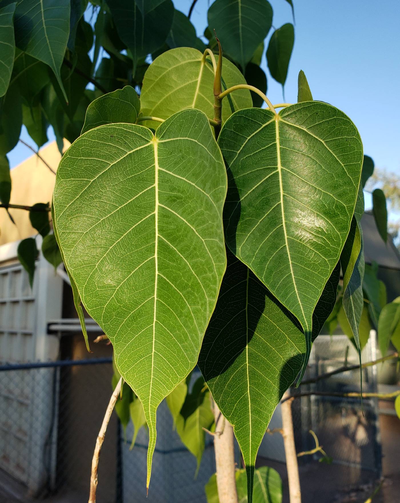 Ficus religiosa image