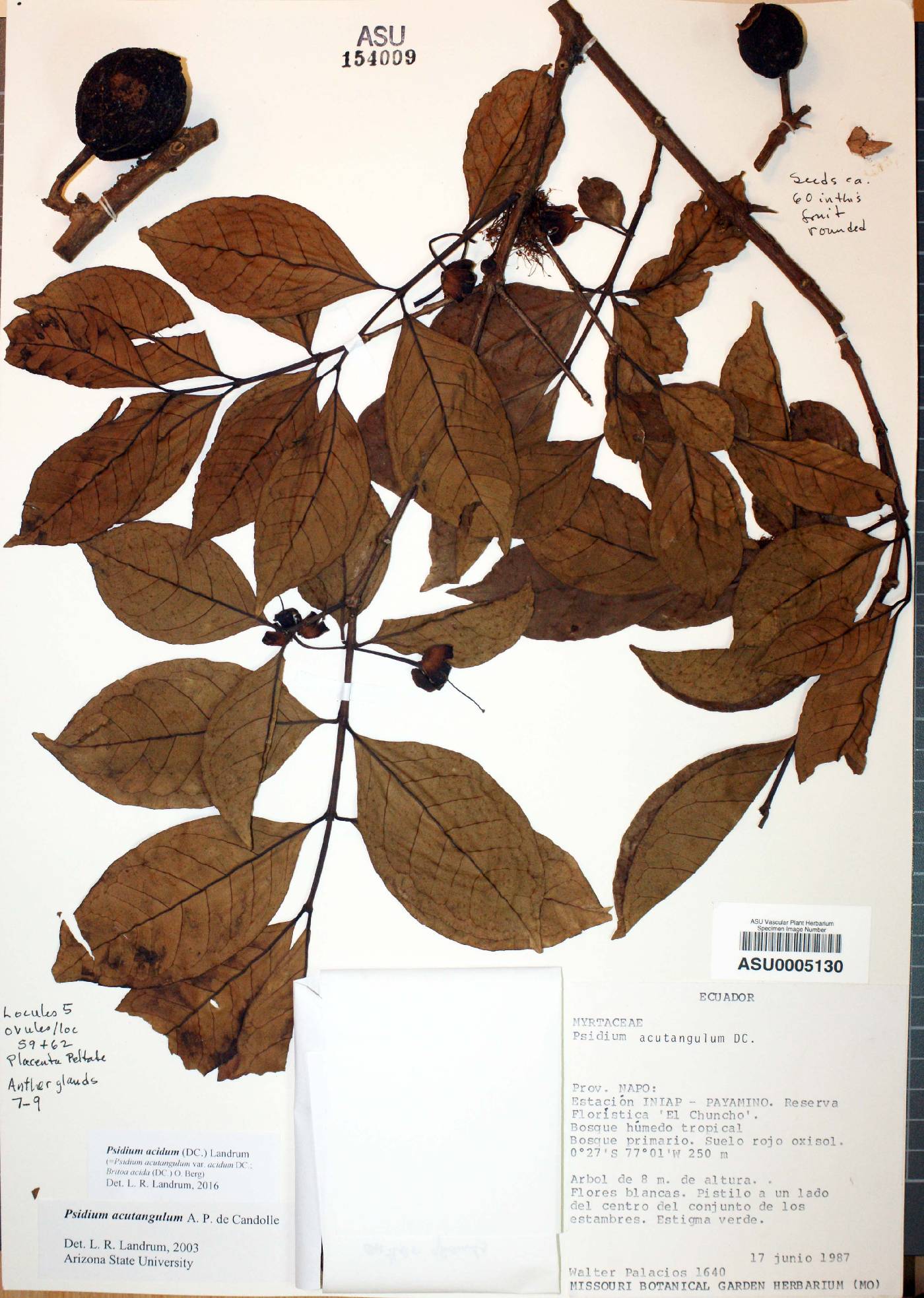 Psidium acidum image