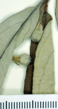 Psidium grandifolium image