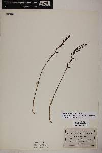 Galeoglossum tubulosum image