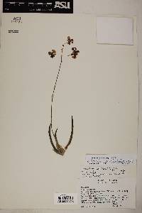 Trichocentrum brachyphyllum image