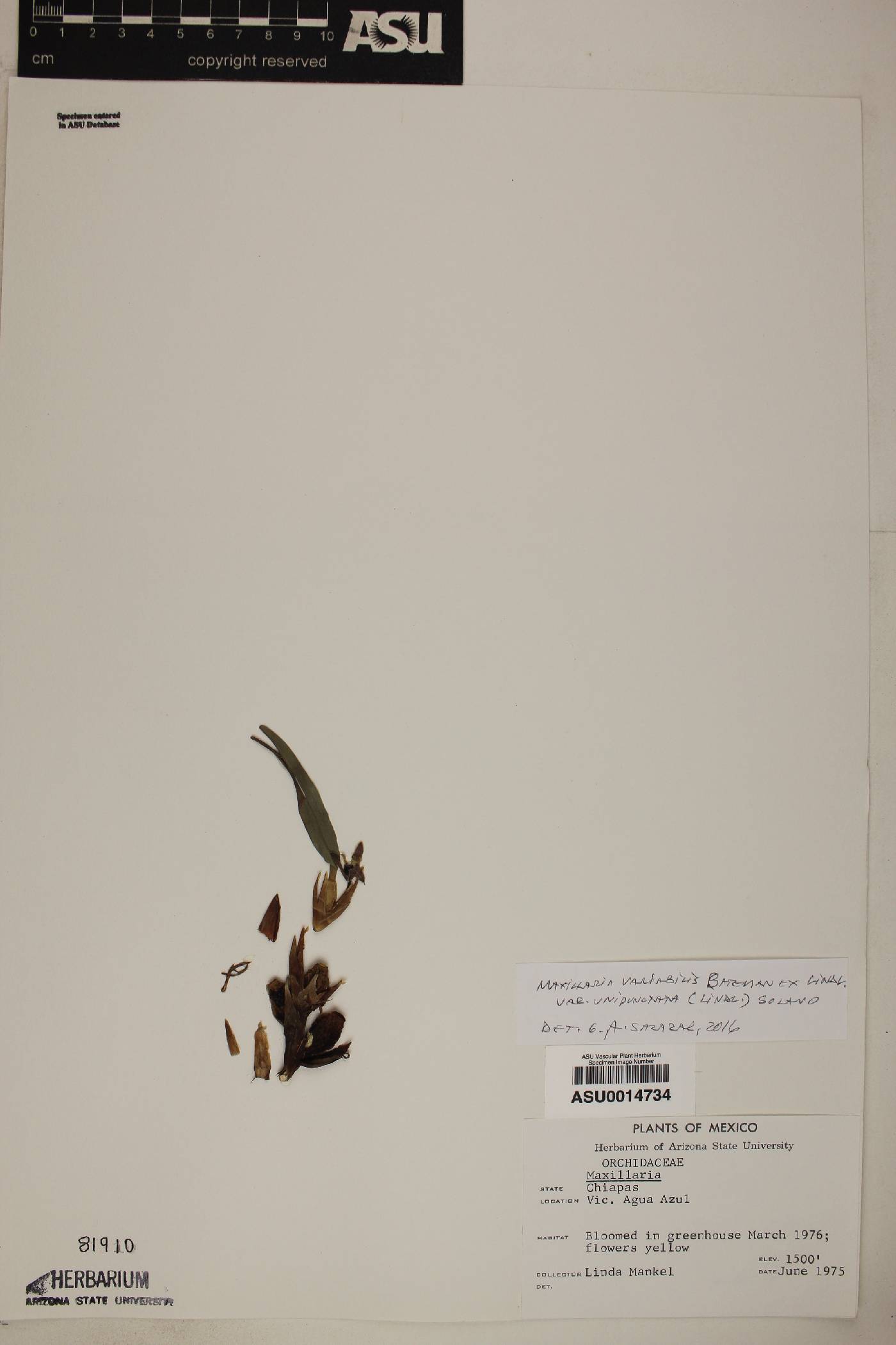 Maxillaria variabilis var. unipunctata image