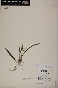 Prosthechea ochracea image